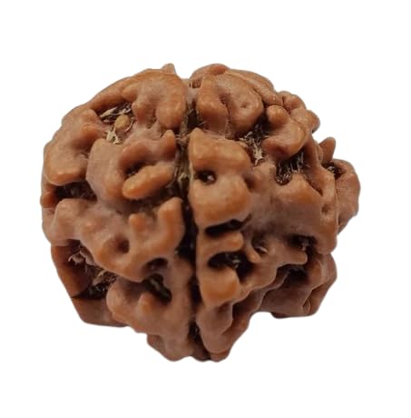 Ek Mukhi Gol Dana Rudraksha Nepal Pure 1 मुखी रुद्राक्ष ओरिजिनल 1 Face Rudraksha Pendant Rare One Mukhi Round Rudraksha For Locket-image-9