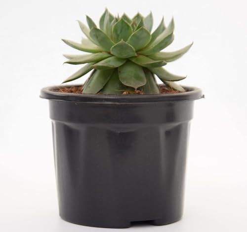 Image of Green Wheel Live Succulent Plant with Pot | Aeonium Tabuliforme Rare Flat Rosette Succulent | Low-Maintenance Indoor Table & Office Decor Plant | Fresh Healthy Live Plant
