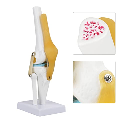 Life Size Human Knee Joint Model with Ligaments Anatomically Accurate Skeleton Anatomy Model for Medical Teaching Student Education Patient Demonstration by Walfront - Image 3