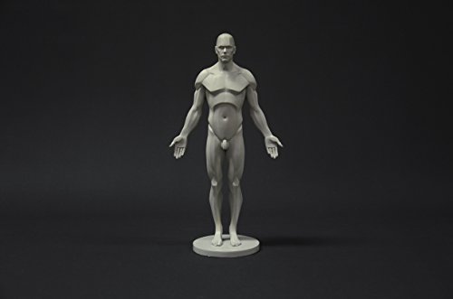 Image of Male Anatomy Figure Collection: Planar, Ecorche and Skin - Anatomical Reference for Artists