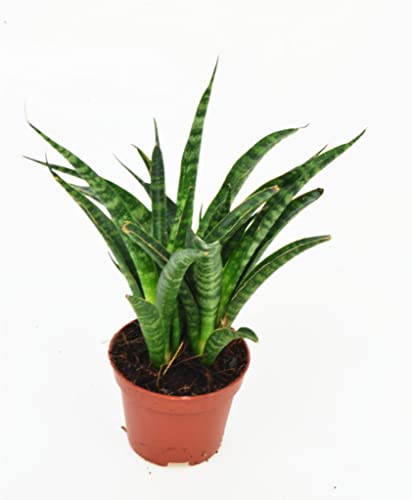 DIXIESTORE Sansevieria Fernwood Punk Pflanze - Sukkulente Topfpflanze - Spirale - Luftreinigende Lebende Topfpflanze - Dekorative Pflanze - Topfdurchmesser 6cm