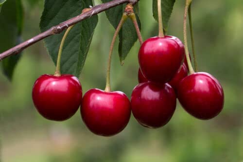 1 x 'Van' Cherry Tree 4-5ft Tall in 6L Pot, Large, Dark Red, Sweet & Juicy Cherries