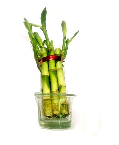 Green plant indoor Layer Lucky Bamboo Plants