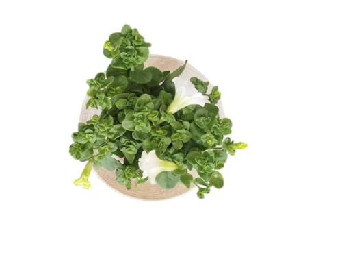 Petunia Blanca Natural DECOALIVE - Planta Resistente para Terraza y Balcón