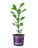 Kaffir-Limette Kaffernlimette (Citrus-hystrix) 1stk.