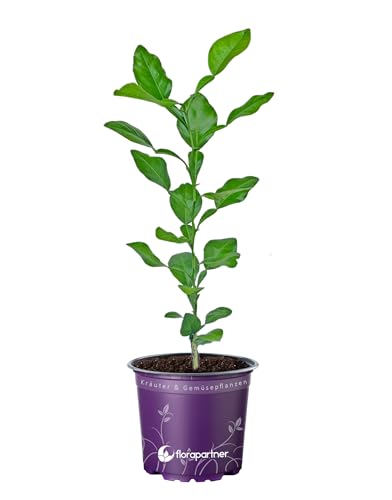 Kaffir-Limette Kaffernlimette (Citrus-hystrix) 1stk.