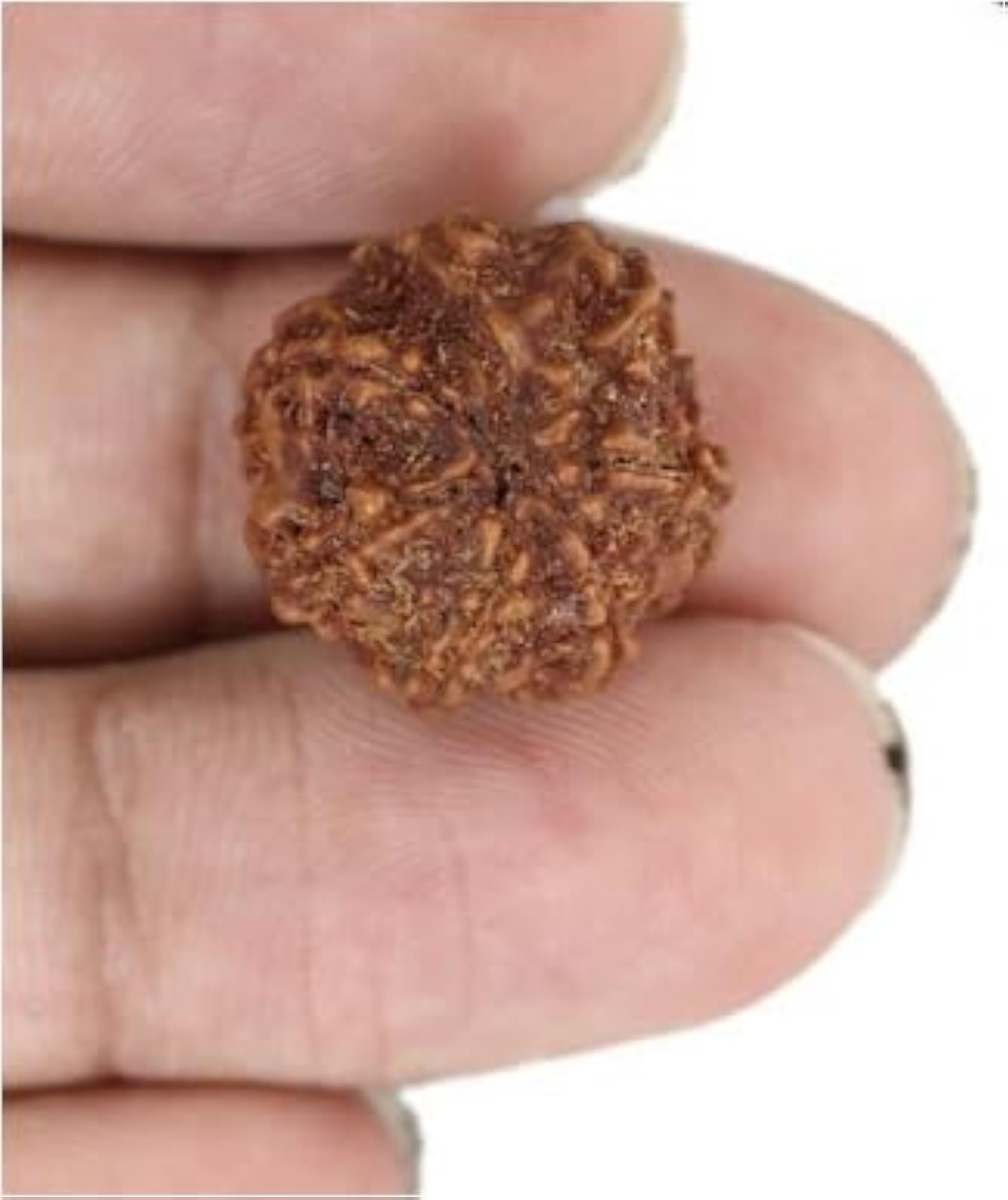TRINETRA GEMS Oval 7 Mukhi Rudraksha Pendant, Natural