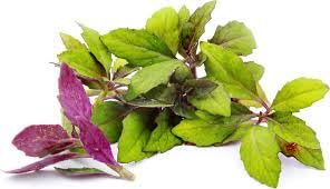 Fam Plants Okinawa Spinach 4-Pack