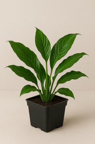 Image of Peace Lily Combo Plant | Live Indoor Flowering Spathiphyllum | Houseplant for Home and Office | Low Maintenance Decorative Plant for Gifting With Pot (PEACE LILY)