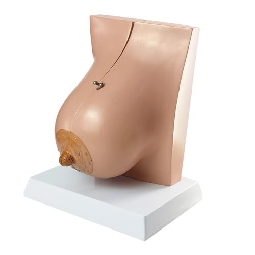 Image of NEW HORIZON Model of The Female Breast Human Breast Anatomy Model Lactation Teaching Nursing Trainning Education Tools for Medical Students and Teachers