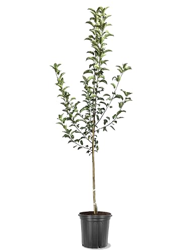 American Plant Exchange Apple Tree 'McIntosh' – Live Fruit-Bearing Plant, 5-Gallon Pot, Cold-Hardy, for Home Orchards, Backyard Gardens & Edible Landscapes