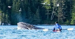 BUCKET LIST: Kayaking with a Whale & Climbing Crater Lake National Park