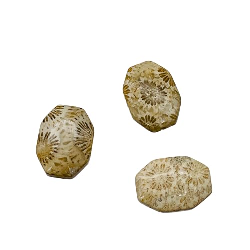 Fossilized Coral Fabulous Designer Cut Beads | 18x13x6mm | 3
