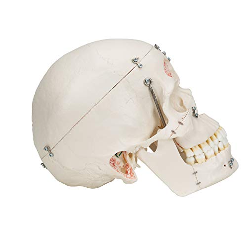 Image of 3B Scientific A27 Deluxe Demonstration Skull 10-part - 3B Smart Anatomy