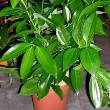 Indian bay leaf tejpatta masala spice plant || 1 healthy live plant (B0D47ZG274) Amazon Price History, Amazon Price Tracker
