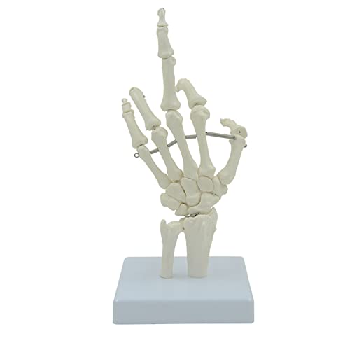 Portable Hand Skeleton Model Human Hand Bone Flexible Knuckles Fingers for Anatomy Study Medical Lecture Education Use