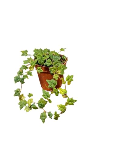 String of Frogs Live Plant - 2 Vine Houseplant - Ficus pumila Quercifolia - Easy Care Houseplant - Bright Indirect Light - Low Maitenance