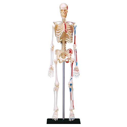 EXPLORA - Esqueleto - Anatomía del Cuerpo Humano - 546059 - Modelo Realista de 46 Piezas -...