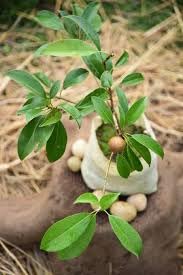 Sabeada Tree NANDINI GARDEN- SAFEDA TREE LIVE PLANT | SWEET & NUTRITIOUS SAPODILLA ...