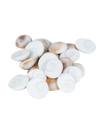 Gomati/Gomti Chakra for Puja (White) (11)