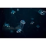 FORMAT : 45x65 cm, La fabrication et la livraison sont réalisées en moins de 10 jours ouvrés. Le tableau est livré prêt à être accroché dans la pièce de votre choix.