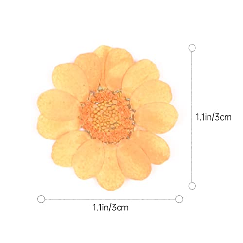 40 Piezas Flores Naturales Secas Prensadas Naranjas miniatura 7