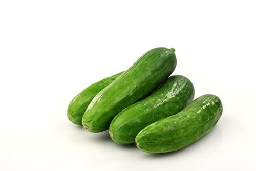 Cucumber Plants, 'Petita', 10 x Plug Plant Pack, Vegetable Plants, Cucumbers, Garden Vegetables, Garden Ready, Ready to Plant, Mini Cucumbers, Vegetables, Premium Quality