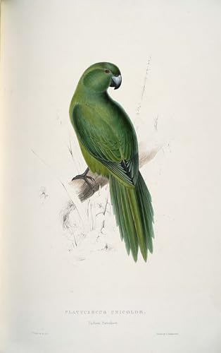 Poster Cyanoramphus Unicolor Edward Leaars Tableau Impressions d'art Mural 60x90