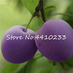 Bloom Green Co. L’alta qualità delle piante Bonsai 5 Pz Red Plum Brin Bonsai Very Tasty Prune dolce frutto Bonsai Jardin Bonsai Verdure Frutta Pot: j