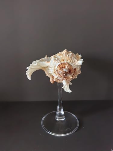 DOCLY&WOPL Handmade Seashell Stemware Shell Glass Conch Cup Martini Glasses Cocktail Party Beach Wedding Bridesmaids Gifts (Conch #4)