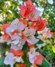 Original & Authentic Maharani Bougainvillea Live Plant - Stunning Color (Maulticolor) for Your Garden | Fast-Growing & Hardy - Perfect for Home & Gerden Premium Bougainvillea Plant (B0D5TRM3RQ) Amazon Price History, Amazon Price Tracker