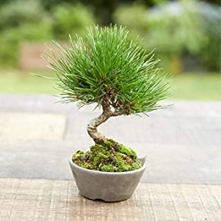 Vixenssell Pine Tree Live Plant / Himalayan Plant / Cedrus Deodara / Devdar / Deodar / Devadaru Conifer Ornamental Tree / Live Indoor Outdoor / Bonsai Plant