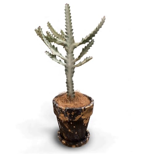 ホワイトゴースト 観葉植物」の人気商品一覧 | 安い商品を通販サイト