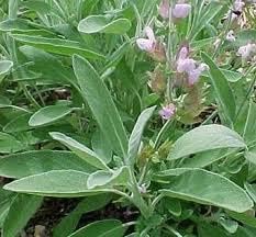 Miniatura 6 de Sage Herb 150 Semillas (Salvia officinalis) Heirloom - Sin OMG - Polinizado abierto