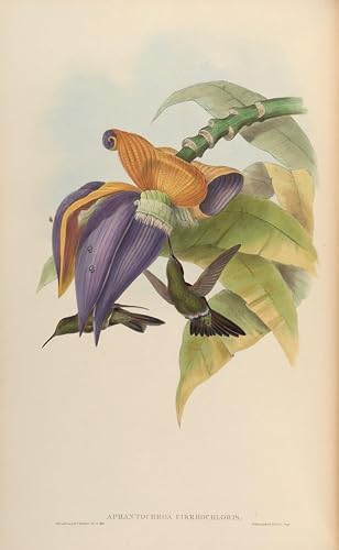Posters et art pour décoration oiseau Aphantochroa Cirrochloris John Gould