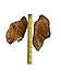 HDP Large Roasted Pig Ears Size:Pack of 100