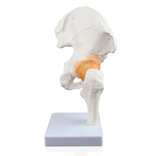 Image of Parco Scientific PB00040 Classic Functional Hip Joint Model, Articulates with Life Like Flexible Ligaments, Features Femur, Hip Bone & Surrounding Ligaments