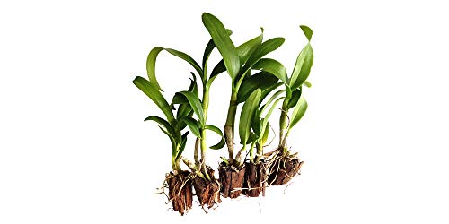 Dendrobium Live Orchid Plants (Pack of 5) - Tissue Culture Seedlings - Indoor Flowering Plants for Home & Office Decor (No Pots)