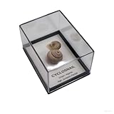 Fossil Collection - Authentic Prehistoric Stone for Collectors, Education & Decoration with Acrylic Box & Magnifier