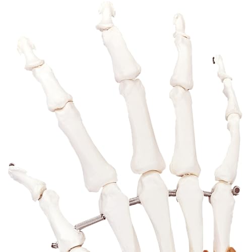 Image of Anatomical Hand Model Human Hand Joint Model with Ligaments, Flexible 1:1 Scientific Human Size, Prosthetic Hand for Teaching with Light Display Base, Suitable for Hospital Education