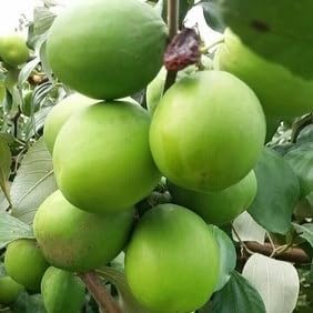 Image of Golden Bloom Live Green Apple Ber Thai variety Plant Healthy Grafted Hybrid Plant Pack of 1 (Next Year Get Fruits)