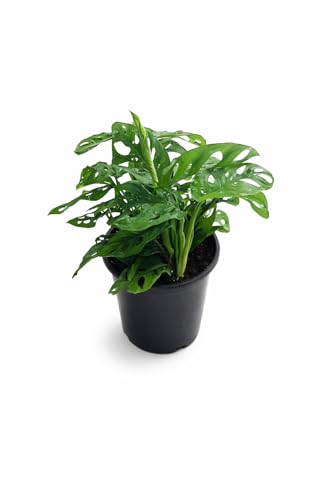 Live Monstera Adansonii Indoor Plant in Pot Swiss Cheese Plant Natural Home & Office Decorative Plant Easy Care Houseplant