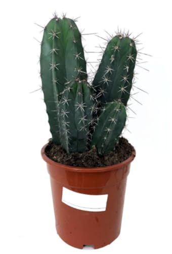 Planta natural Ritterocereus pruinosa, 40 cm. Ritterocereus pruinosus. Cactus columnar de espinas blancas. Segura Garden.