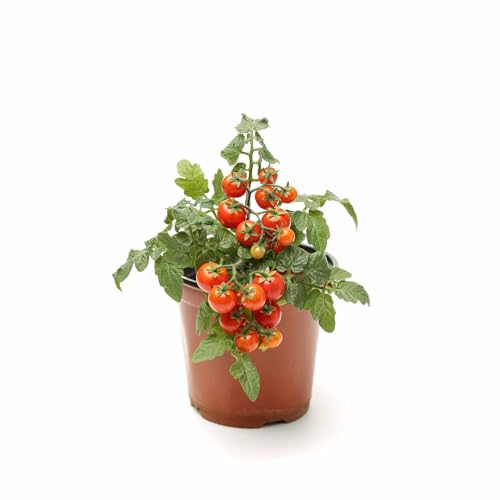 Image of UGAOO Cherry Tomato Vegetable Seeds (Yellow, Pack of 200mg, 50 Seeds)