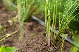 Asparagus seeds, Seeds for asparagus, Pack of 40 seeds (B0D3QQ93QN) Amazon Price History, Amazon Price Tracker