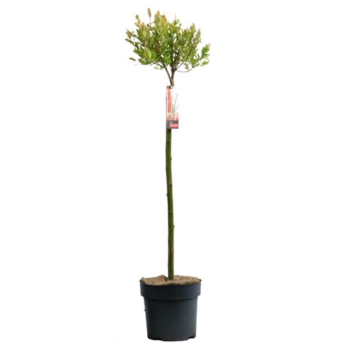 Salix Hakuro Nishiki Pink Flamingo Patio Tree - Vibrant Decorative Garden Plant Drought-Resistant Perfect for Outdoor Landscaping and Small Spaces (2-3ft (60-90cm))