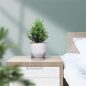 FANGZHIDI Plant Pots, Set of 2 Ceramic Gardening Pots Planters with Drainage Holes and Saucers (Cream, 7.5 + 5.7")