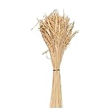 Conjunto de Espigas de Arroz Secas Armonía Natural para Eventos y Hogares