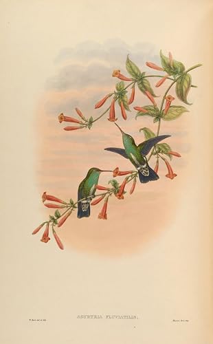Cuadro en lienzo Famosa Pared Arte de John Gould con acabado premium