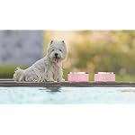 Alpine Set of 2 Stainless Steel Dog Bowls, Non Slip, Metal Pet Bowl for Food and Water, Double Walled Insulated, Rustproof, Dishwasher Safe- 32 Ounces- Sky Blue (AB) - Image 7